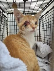 Shelter Stray Male Cat last seen KAYTON, 4710 TX-151, San Antonio, TX 78227, USA