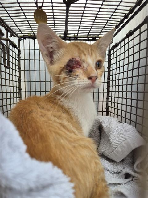 Shelter Stray Male Cat last seen KAYTON, 4710 TX-151, San Antonio, TX 78227, USA