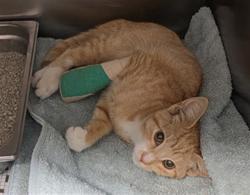 Shelter Stray Female Cat last seen Near BLOCK MONTANRA LN, PERRIS CA 92571, 581 S Grand Ave, San Jacinto, CA 92582, USA