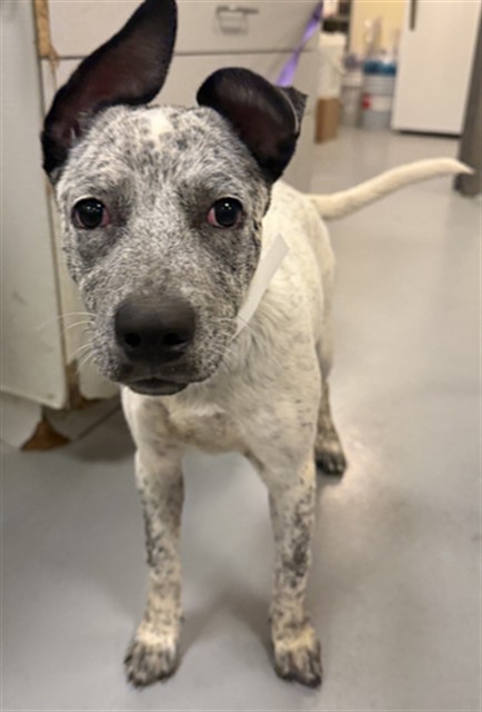 Shelter Stray Female Dog last seen Near BLOCK LONE STAR CT, CALIMESA, CA, 581 S Grand Ave, San Jacinto, CA 92582, USA