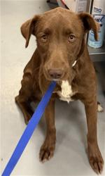 Shelter Stray Female Dog last seen Near BLOCK BAUTISTA RD, ANZA, CA, 581 S Grand Ave, San Jacinto, CA 92582, USA
