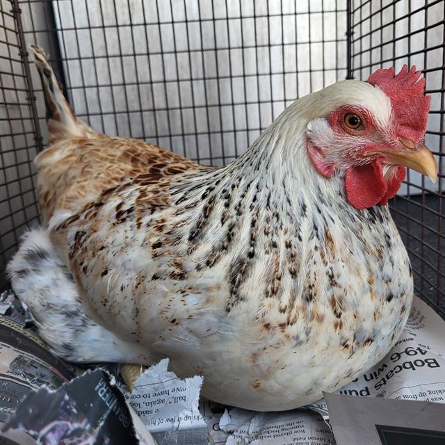 Shelter Stray Female Bird last seen JOHN PAUL STEVENS HIGHSCHOOL, 4710 TX-151, San Antonio, TX 78227, USA