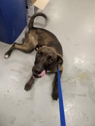 Shelter Stray Male Dog last seen Near BLOCK BAUTISTA RD, ANZA, CA, 581 S Grand Ave, San Jacinto, CA 92582, USA