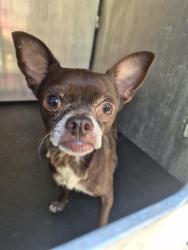 Shelter Stray Male Dog last seen S SAN MARCOS, 4710 TX-151, San Antonio, TX 78227, USA