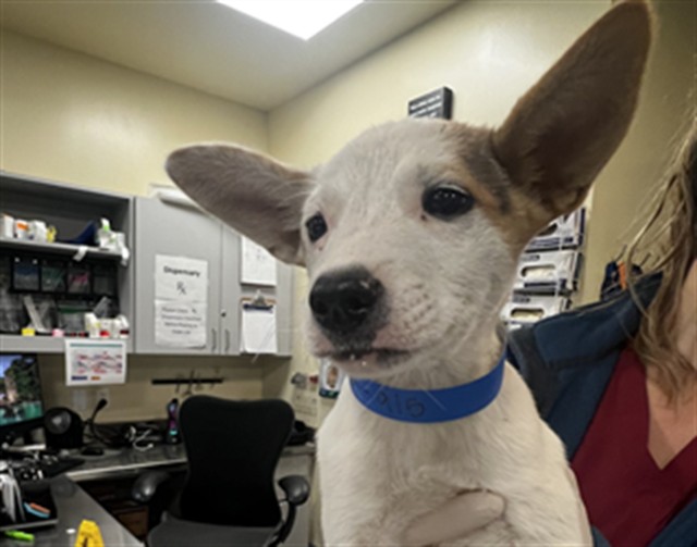 Shelter Stray Male Dog last seen MERLOT PL, SAN JACINTO, CA, 581 S Grand Ave, San Jacinto, CA 92582, USA