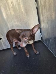 Shelter Stray Female Dog last seen S SAN MARCOS, 4710 TX-151, San Antonio, TX 78227, USA