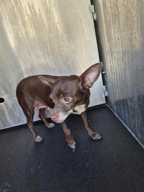 Shelter Stray Female Dog last seen S SAN MARCOS, 4710 TX-151, San Antonio, TX 78227, USA