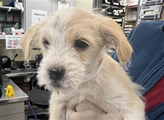 Shelter Stray Female Dog last seen MERLOT PL, SAN JACINTO, CA, 581 S Grand Ave, San Jacinto, CA 92582, USA