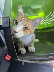 Shelter Stray Male Cat last seen , 4710 TX-151, San Antonio, TX 78227, USA