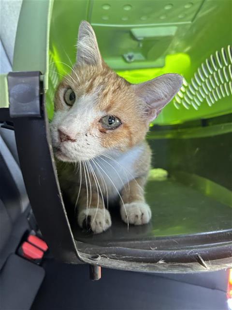 Shelter Stray Male Cat last seen , 4710 TX-151, San Antonio, TX 78227, USA