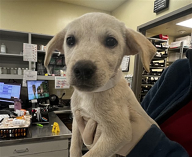 Shelter Stray Female Dog last seen MERLOT PL, SAN JACINTO, CA, 581 S Grand Ave, San Jacinto, CA 92582, USA
