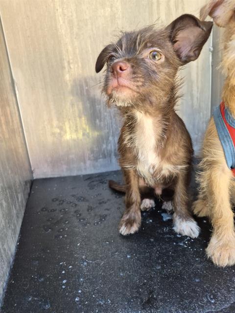 Shelter Stray Male Dog last seen S SAN MARCOS, 4710 TX-151, San Antonio, TX 78227, USA