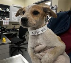 Shelter Stray Female Dog last seen MERLOT PL, SAN JACINTO, CA, 581 S Grand Ave, San Jacinto, CA 92582, USA