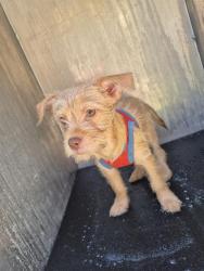 Shelter Stray Female Dog last seen S SAN MARCOS, 4710 TX-151, San Antonio, TX 78227, USA