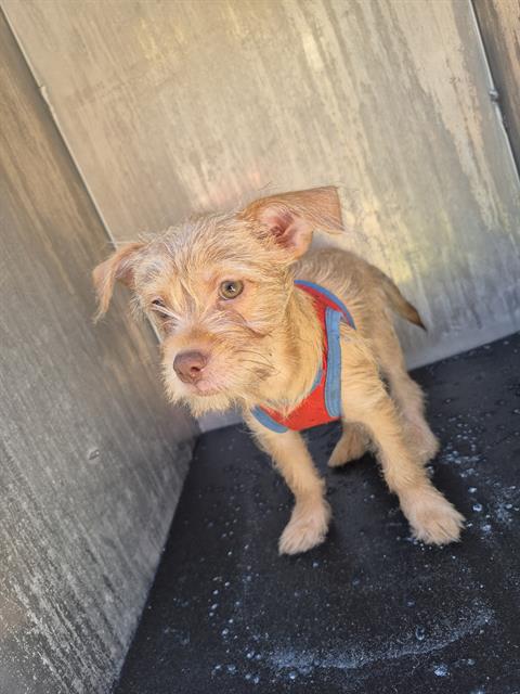 Shelter Stray Female Dog last seen S SAN MARCOS, 4710 TX-151, San Antonio, TX 78227, USA