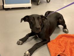 Shelter Stray Male Dog last seen Near BLOCK PARDEE ST, SAN JACINTO, CA, 581 S Grand Ave, San Jacinto, CA 92582, USA