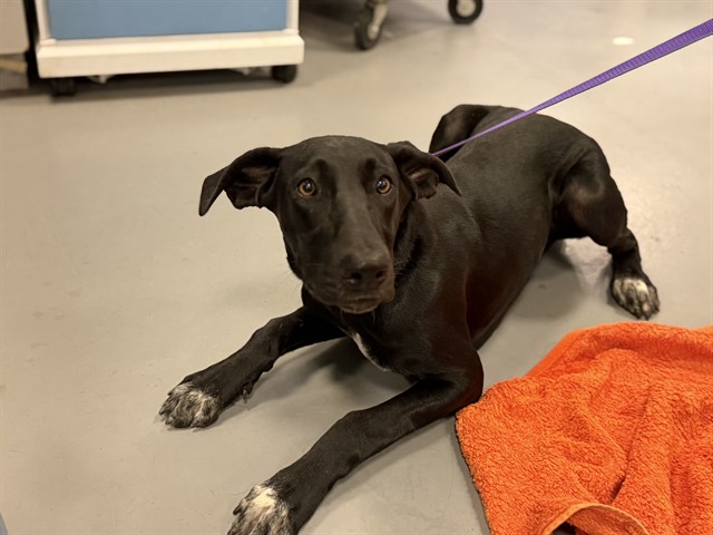 Shelter Stray Male Dog last seen Near BLOCK PARDEE ST, SAN JACINTO, CA, 581 S Grand Ave, San Jacinto, CA 92582, USA