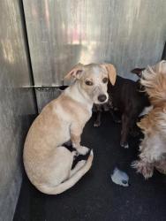 Shelter Stray Male Dog last seen S SAN MARCOS, 4710 TX-151, San Antonio, TX 78227, USA
