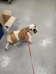 Shelter Stray Female Dog last seen SAN JACINTO AVE/JOHNSTON ST, HEMET CA 92545, 581 S Grand Ave, San Jacinto, CA 92582, USA