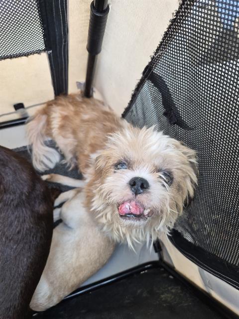 Shelter Stray Female Dog last seen S SAN MARCOS, 4710 TX-151, San Antonio, TX 78227, USA