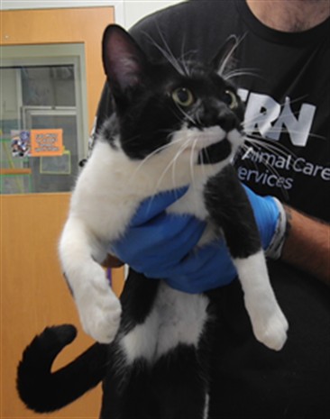 Shelter Stray Male Cat last seen JESSE JAMES, 3001 2nd St SW, Albuquerque, NM 87105, USA