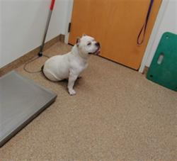 Shelter Stray Female Dog last seen SUNSET AND BRIDGE, 3001 2nd St SW, Albuquerque, NM 87105, USA