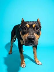 Shelter Stray Female Dog last seen Near BLOCK LAKE PARK, 2020 Forest St, Jacksonville, FL 32204, USA