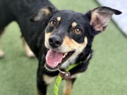 Shelter Stray Female Dog last seen , 11361 W Pico Blvd, Los Angeles, CA 90064, USA