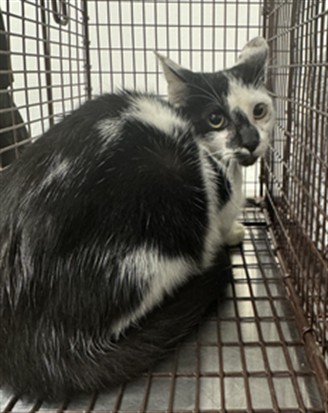Shelter Stray Male Cat last seen , 11361 W Pico Blvd, Los Angeles, CA 90064, USA