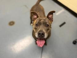 Shelter Stray Female Dog last seen Near BLOCK S HAVANA ST, AURORA, CO 80010, 1241 W Bayaud Ave, Denver, CO 80223, USA