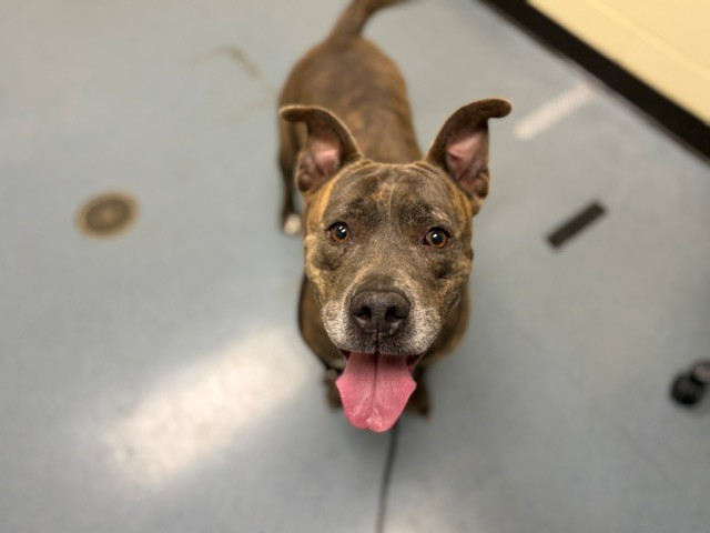 Shelter Stray Female Dog last seen Near BLOCK S HAVANA ST, AURORA, CO 80010, 1241 W Bayaud Ave, Denver, CO 80223, USA
