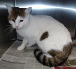 Shelter Stray Male Cat last seen , 11361 W Pico Blvd, Los Angeles, CA 90064, USA