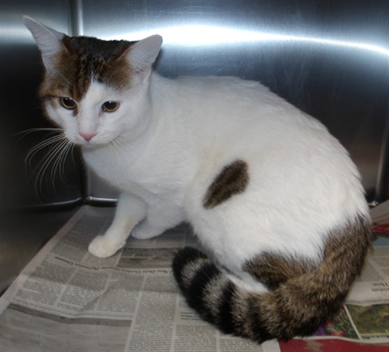 Shelter Stray Male Cat last seen , 11361 W Pico Blvd, Los Angeles, CA 90064, USA