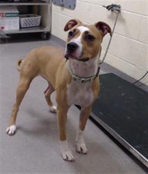 Shelter Stray Female Dog last seen Near BLOCK ALBROOKE DR DENVER CO 80239, 1241 W Bayaud Ave, Denver, CO 80223, USA