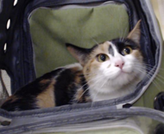 Shelter Stray Female Cat last seen Near BLOCK W BAYAUD AVE, DENVER CO 80223, 1241 W Bayaud Ave, Denver, CO 80223, USA