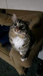 Reunited Male Cat last seen Ailey Church Ln, Sevierville, TN 37876
