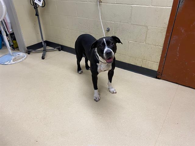 Shelter Stray Female Dog last seen Near BLOCK N 50TH ST, 3839 W Burnham St, West Milwaukee, WI 53215, USA