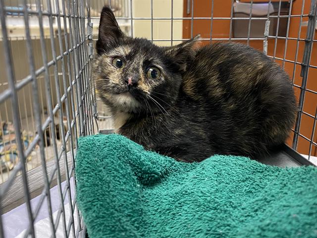 Shelter Stray Female Cat last seen Near BLOCK S 58TH ST, 3839 W Burnham St, West Milwaukee, WI 53215, USA