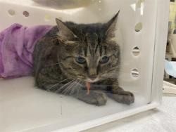Shelter Stray Female Cat last seen Near BLOCK W SARNOW ST, 3839 W Burnham St, West Milwaukee, WI 53215, USA