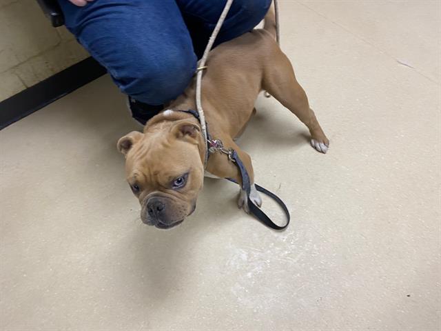 Shelter Stray Male Dog last seen DOMES, 3839 W Burnham St, West Milwaukee, WI 53215, USA