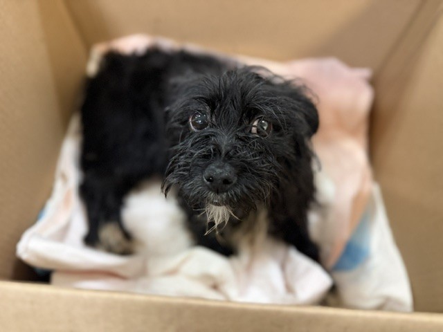 Shelter Stray Male Dog last seen Near BLOCK NW 7 AVE, 3599 NW 79th Ave, Doral, FL 33122, USA