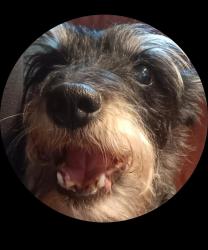 Lost Male Dog last seen Expo park, Exposition & Peoria, Oakland St., Aurora, CO 80012