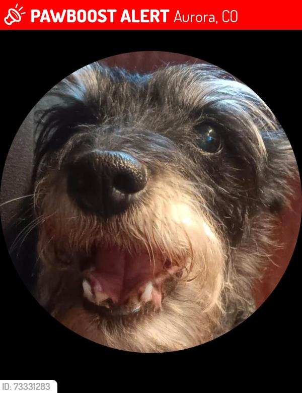 Lost Male Dog last seen Expo park, Exposition & Peoria, Oakland St., Aurora, CO 80012