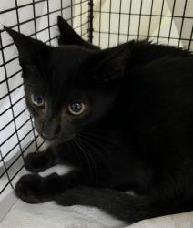 Shelter Stray Male Cat last seen Near BLOCK SW 44 TER, FORT LAUDERDALE FL 33317, 2400 SW 42nd St, Fort Lauderdale, FL 33312, USA