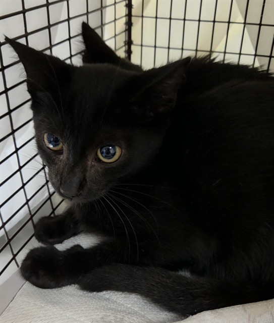 Shelter Stray Male Cat last seen Near BLOCK SW 44 TER, FORT LAUDERDALE FL 33317, 2400 SW 42nd St, Fort Lauderdale, FL 33312, USA