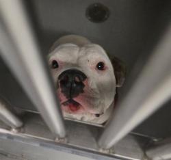 Shelter Stray Female Dog last seen BRUNDAGE /OHIO BAKERSFIELD, 201 S Mt Vernon Ave, Bakersfield, CA 93307, USA