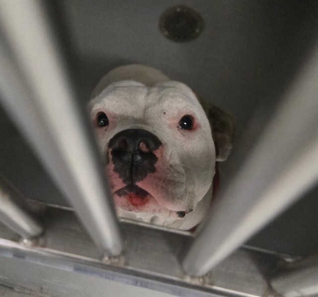 Shelter Stray Female Dog last seen BRUNDAGE /OHIO BAKERSFIELD, 201 S Mt Vernon Ave, Bakersfield, CA 93307, USA