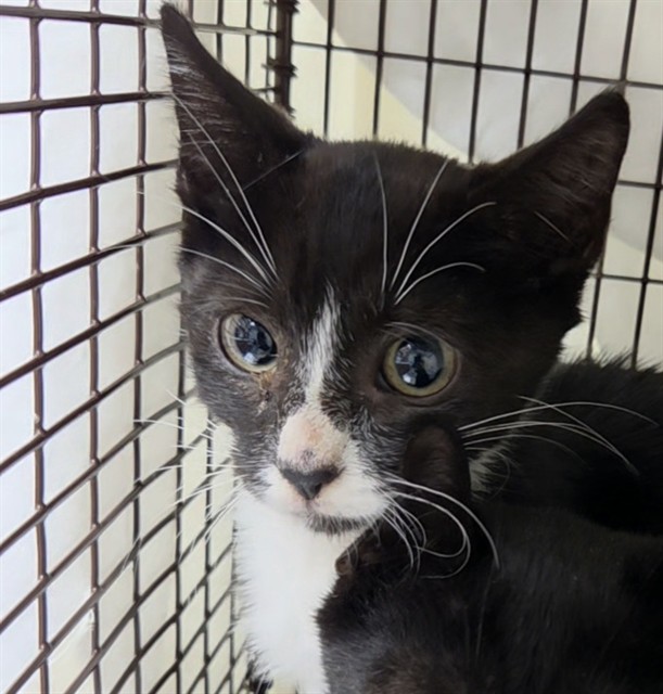 Shelter Stray Male Cat last seen Near BLOCK SW 44 TER, FORT LAUDERDALE FL 33317, 2400 SW 42nd St, Fort Lauderdale, FL 33312, USA