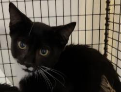 Shelter Stray Male Cat last seen Near BLOCK SW 44 TER, FORT LAUDERDALE FL 33317, 2400 SW 42nd St, Fort Lauderdale, FL 33312, USA