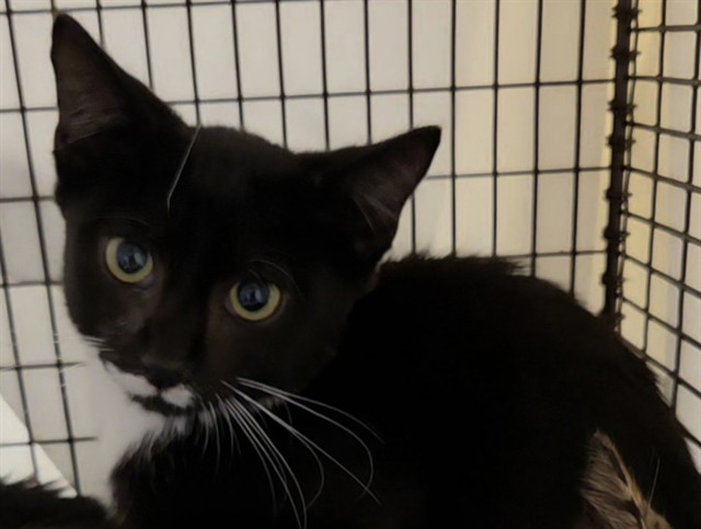 Shelter Stray Male Cat last seen Near BLOCK SW 44 TER, FORT LAUDERDALE FL 33317, 2400 SW 42nd St, Fort Lauderdale, FL 33312, USA